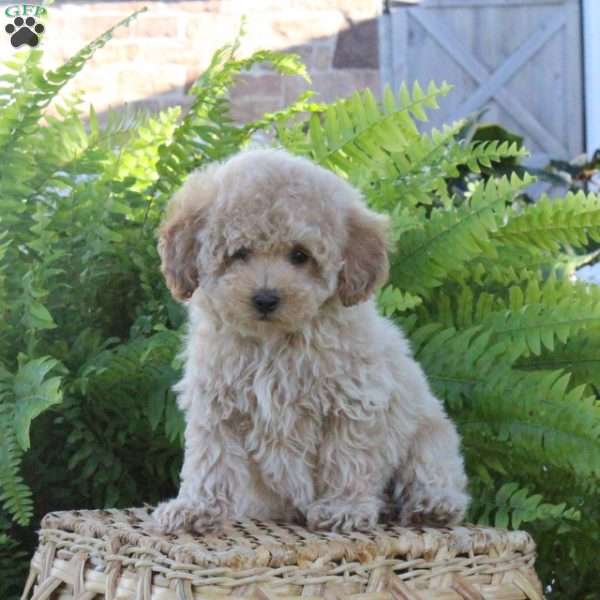 Blessing, Bich-Poo Puppy